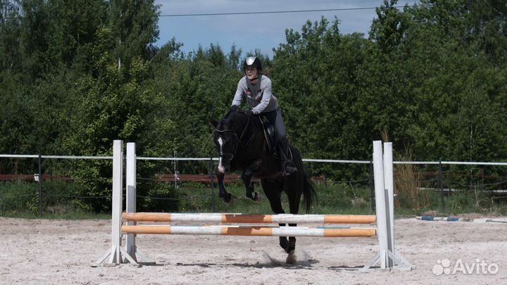 Лошади для занятий конкуром/выездкой/под ребёнка