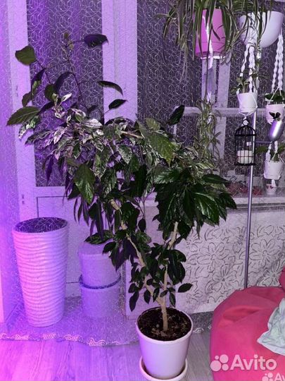 Гибискус купера вариегатный