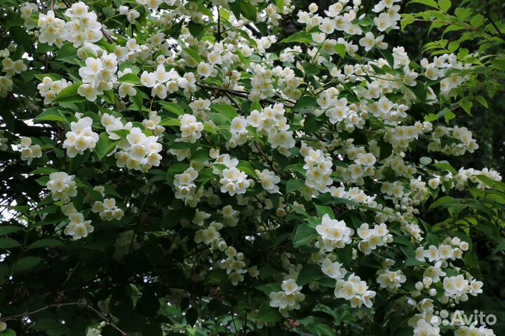 Жасмин чубушник