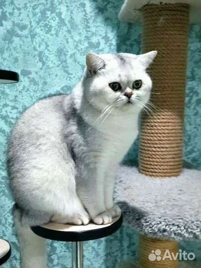 Шотландский кот вязка