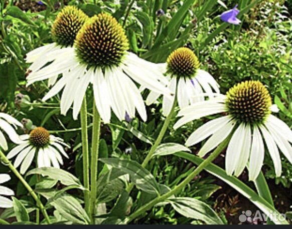 Белая рудбекия