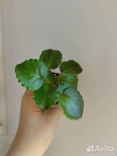 Фиалка рс Мюзикл