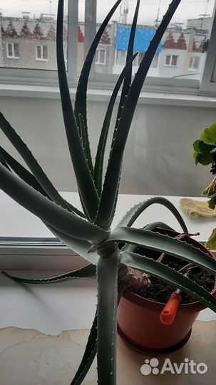 Комнатные цветы алоэ