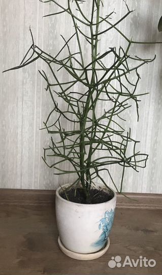 Тпрукали цветок