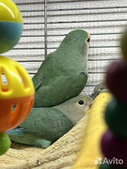 Попугай розовощекий неразлучник слайта синий