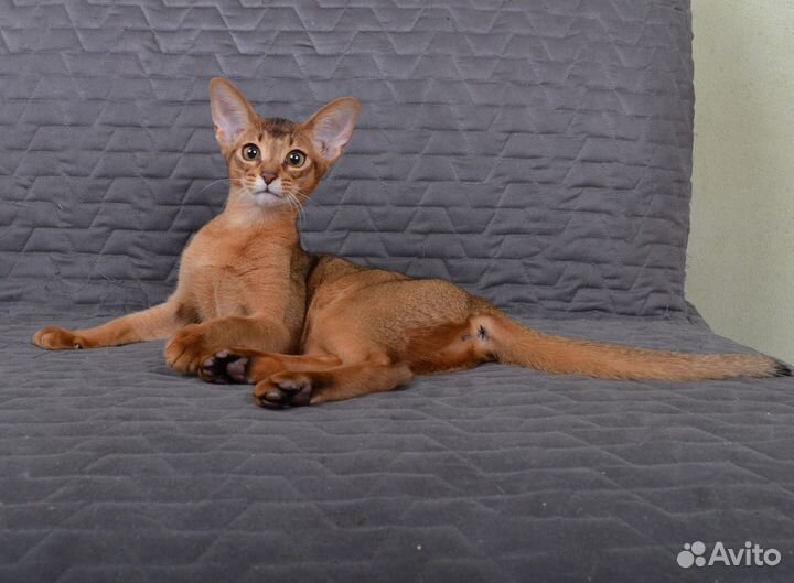 Абиссинский котенок