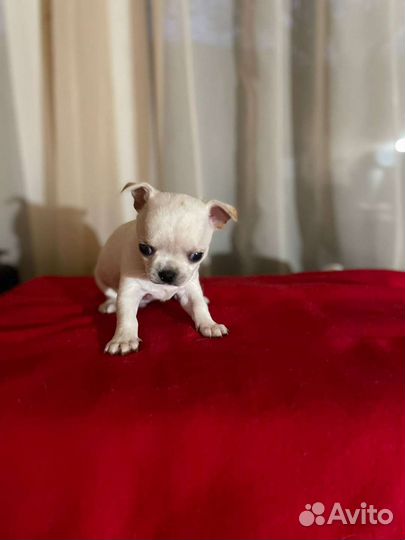 Супер мальчик чихуа