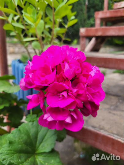 Пеларгония герань