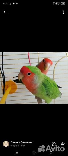 Попугай неразлучники с клеткой