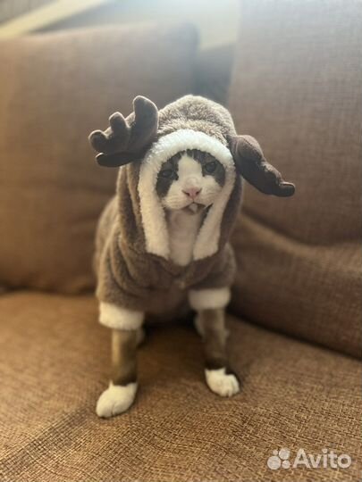 Костюм для животного. Размер XS