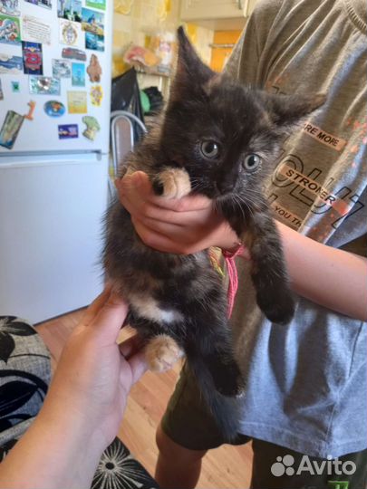 Котята в дар бесплатно