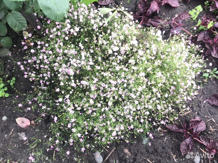 Гипсофила ползучая