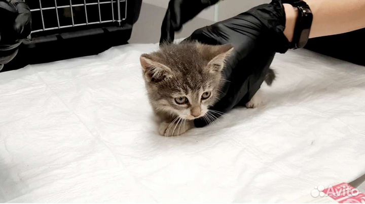 Матвею (2 месяца) негде жить