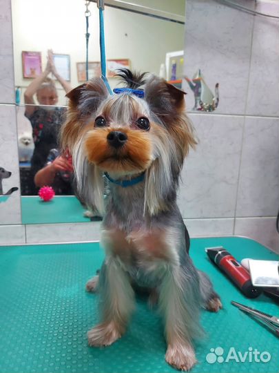 Йоркширский терьер мини вязка