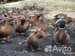 Подсадные селезень и утка