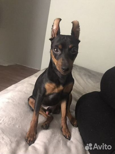 Вязка Цвергпинчер