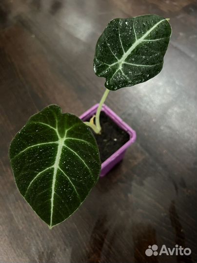 Алоказия блек вельвет