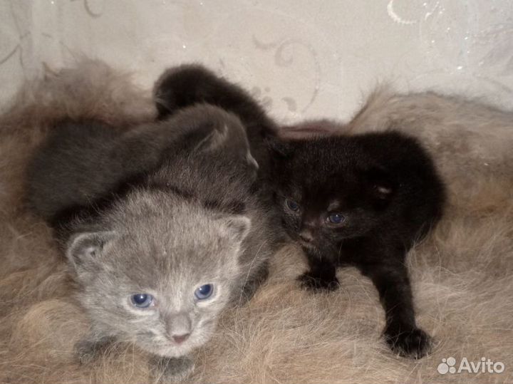 Замечательные мурлычки ищут новый дом