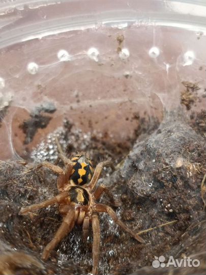 Пауки птицееды