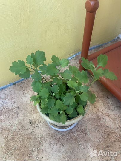 Комнатные цветы