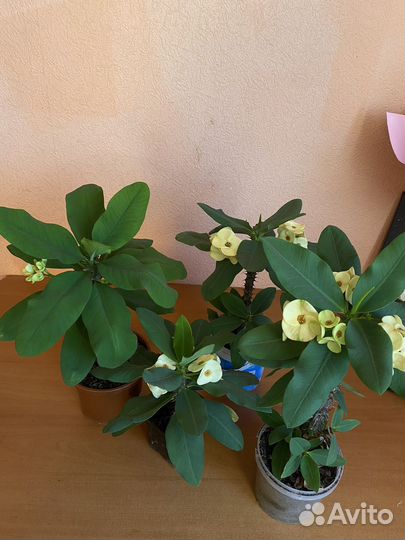 Молочай миля крупноцветковый