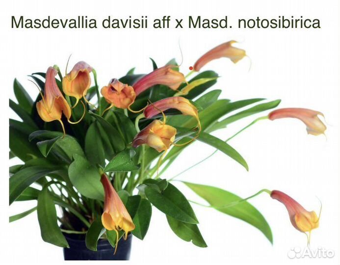 Орхидеи Masdevallia 2