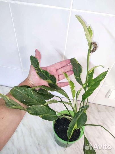 Спатифиллум вариегатный Индонезийский Дели