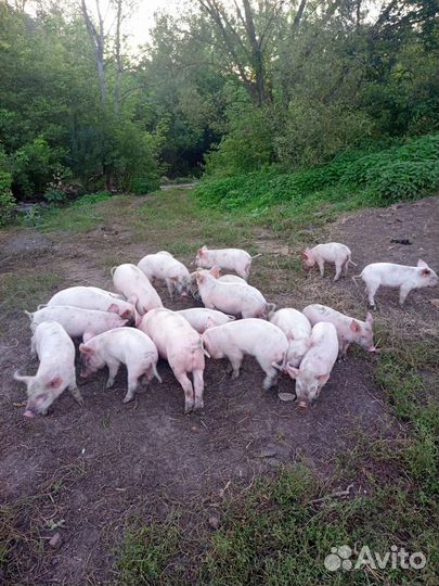 Поросята