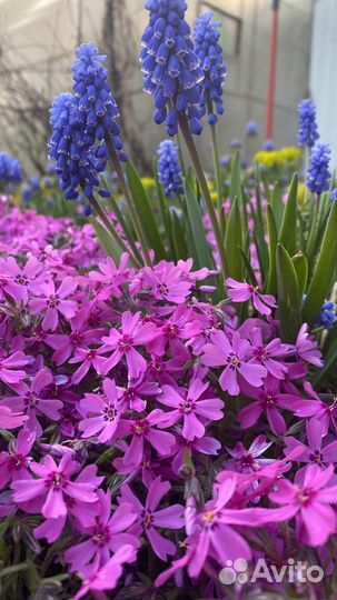 Флокс шиловидный