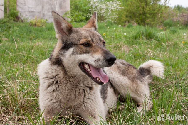 Породы собак с ценами красноярск