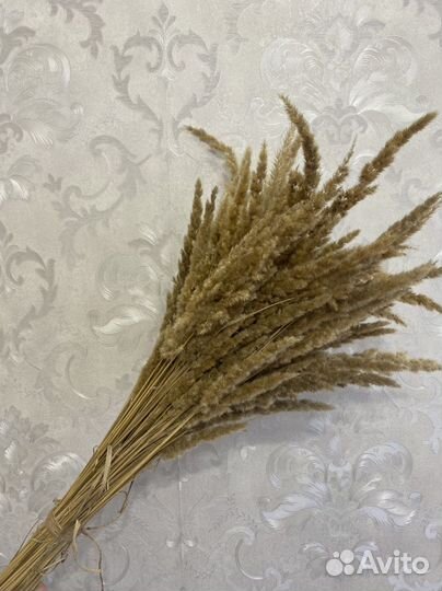 Вейник - сухоцвет