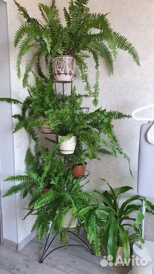 Комнатные растения