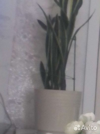 Сансевиерия