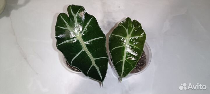 Алоказия полли