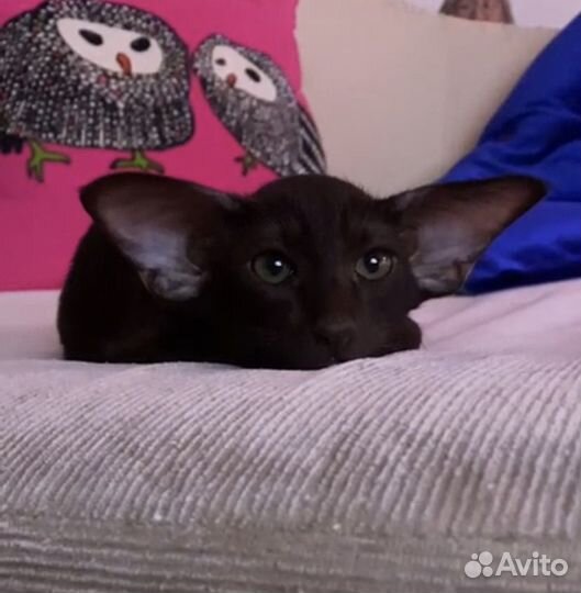 Ориентальный котик