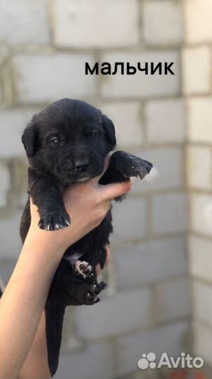 Щенки помесь