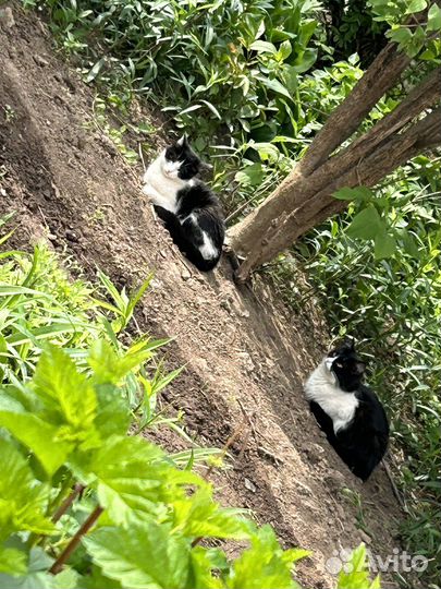 Котята и кошки