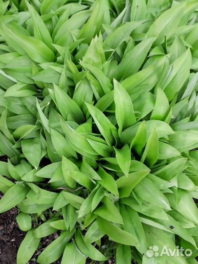 Черемша (медвежий лук ) рассада