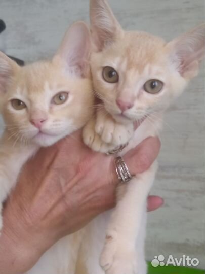 Бурма европейская котята