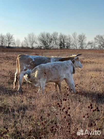 Бычки на откорм сименталы
