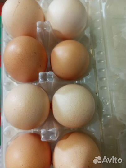 Инкубационное яйцо куриное