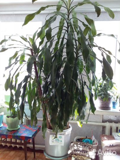 Цветок пальма Драцена 3 метра высотой