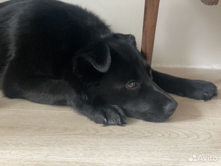 Собака в добрые руки