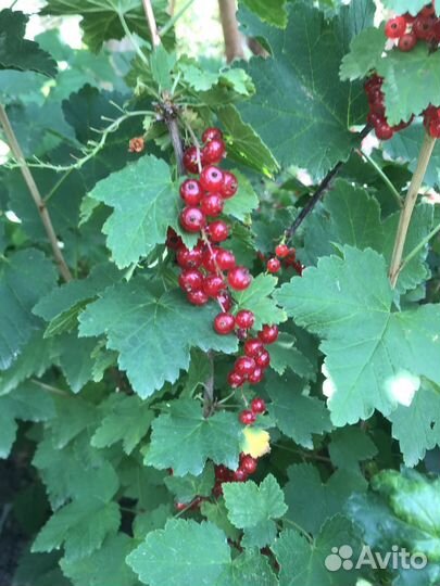 Вишня, красная смородина