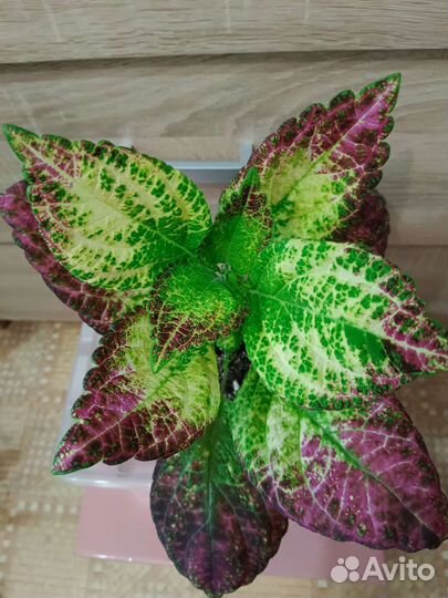 Колеус Аватар цветы для дома,сада