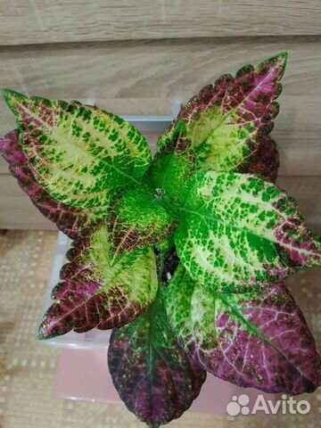 Колеус Аватар цветы для дома,сада
