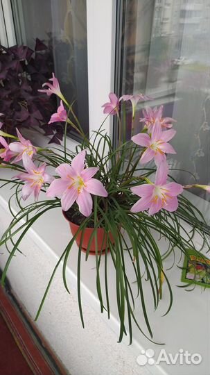 Зефирантус (выскочка)