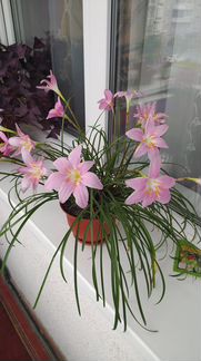 Зефирантус (выскочка)