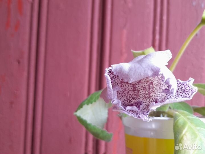 Цикламен махровый,глоксиния