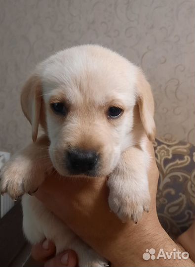 Щенки лабрадора